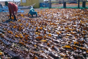 写真：地元の食材
