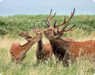 写真:ニホンジカ